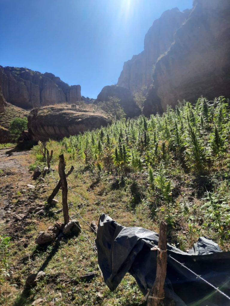 Decomisan tonelada de Mota